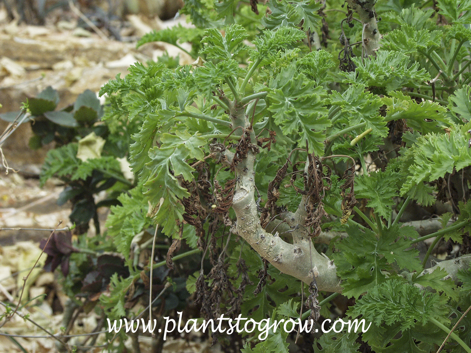 Fleshy Stalk Pelargonium (Pelargonium carnosum) 
It is easy to see how this plant got its common name, 'Flesh Stalk' Pelargonium
